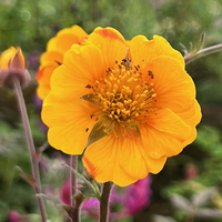 Geum 'Karlskaer'